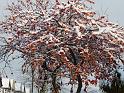 Snow 09 Cherries